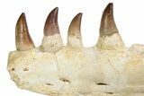 Mosasaur Jaw (Prognathodon) With Custom Stand #236860-2